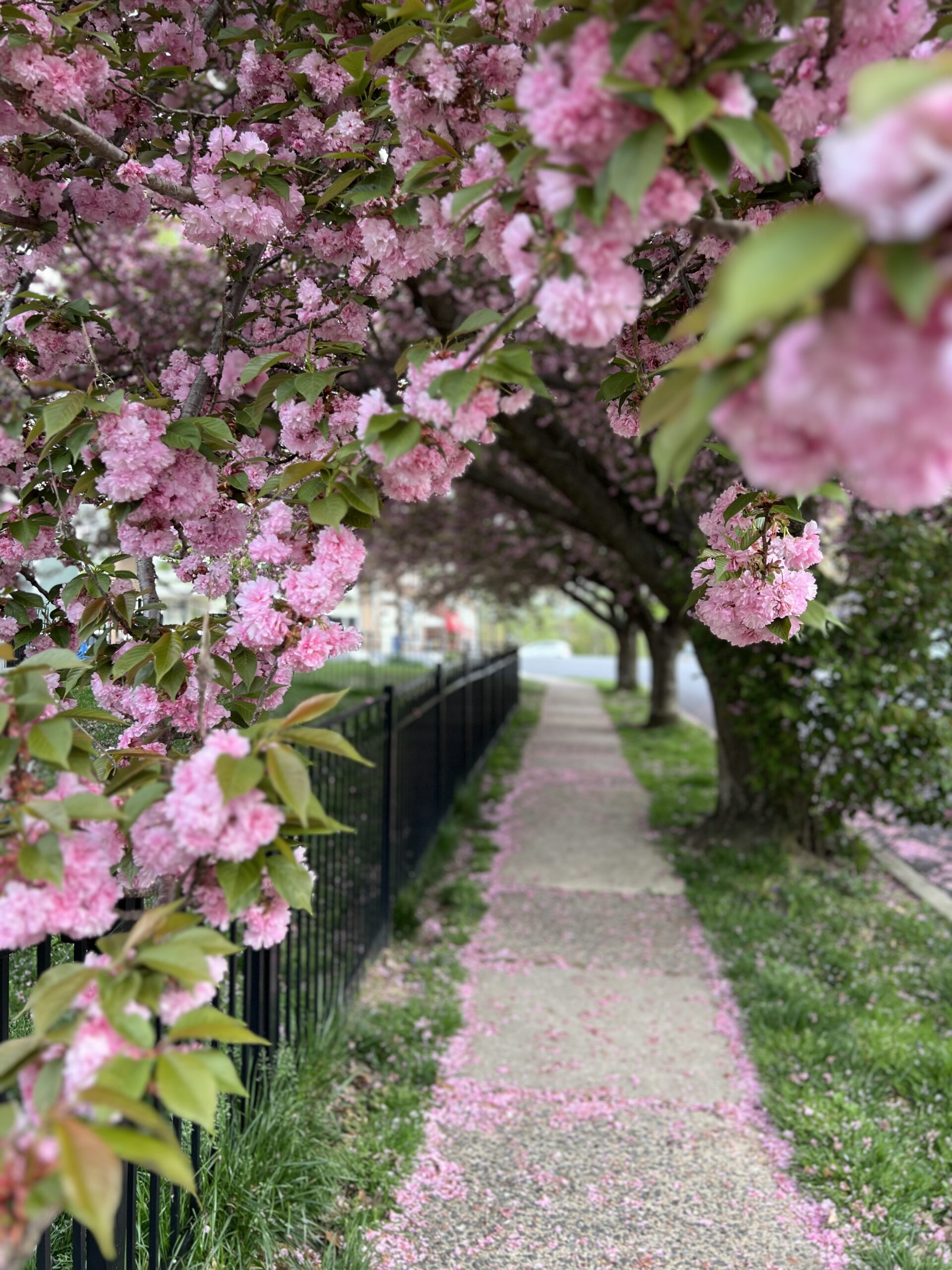 cherry blossoms